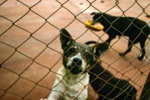 Galeria de Imagens