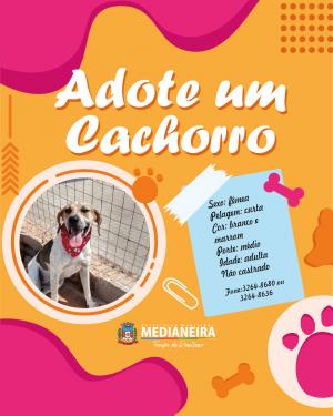 Galeria de Imagens