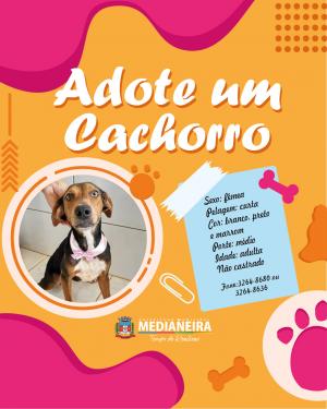 Galeria de Imagens