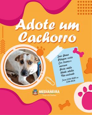 Galeria de Imagens