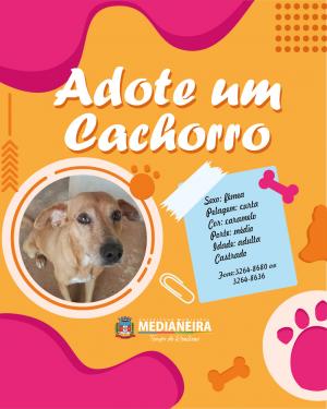 Galeria de Imagens