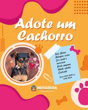 Galeria de Imagens