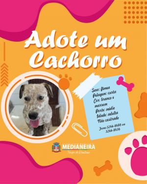 Galeria de Imagens