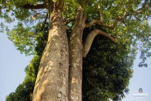 Galeria de Imagens