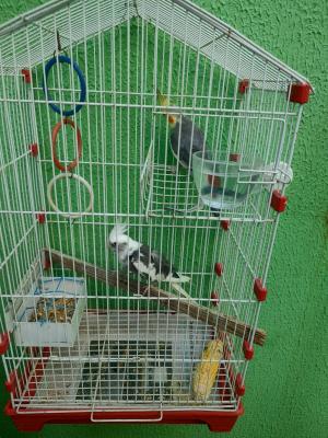 Galeria de Imagens